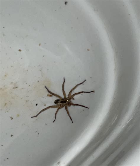 Brown Recluse Wolf Spider Michigan Pest Control In Carmel: Creepy