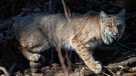 Word from the Smokies: Understanding the ubiquitous bobcat