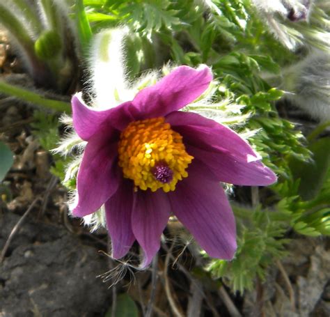 What Is The State Flower For South Dakota at Jennifer Dermody blog