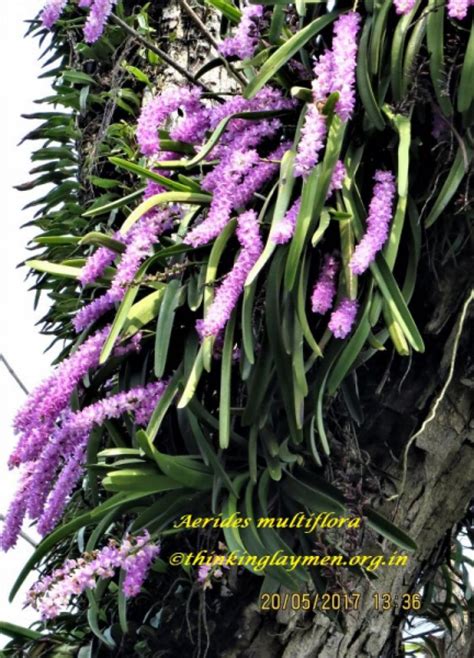 Medicinal Plant Details