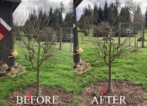Tree Pruning Portland 的图像结果