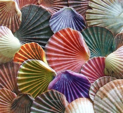 Image result for Shell Colour