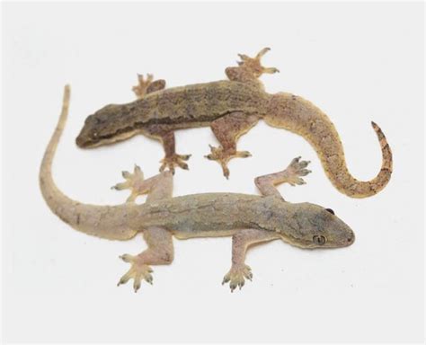 गर्मियों में छिपकलियों ने किचन को बना रखा है डेरा, तो रात को करें ये ...