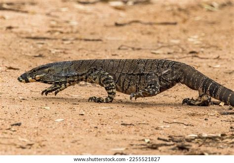 Image result for Monitor Lizard Running Speed