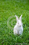 Image result for Rabbit Standing White Background