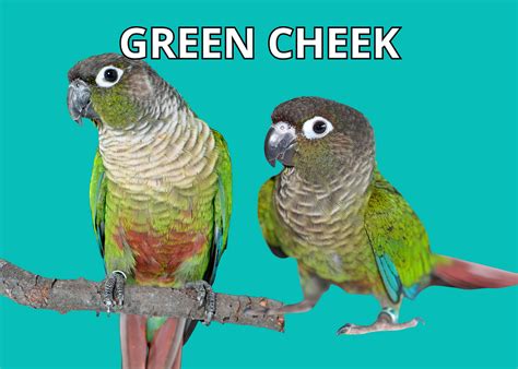 Image result for Conure Parrot Types