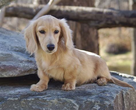 Long Haired Dachshund Blonde Puppies