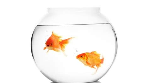 Image result for Fish Reproducing