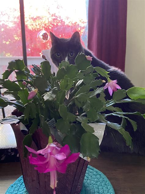 Blooming Christmas Cactus & Kitty Cat : r/cactus