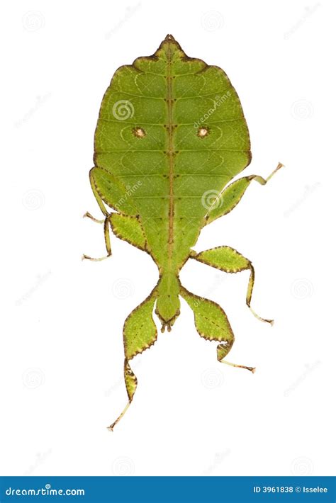 Leaf Insect, Phylliidae - Phyllium Sp Stock Photo - Image of macro ...