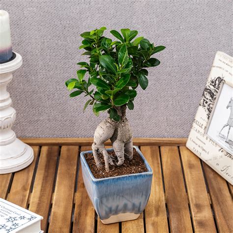 Exotic Green Buy Live Bonsai Tree Online – ExoticGreen