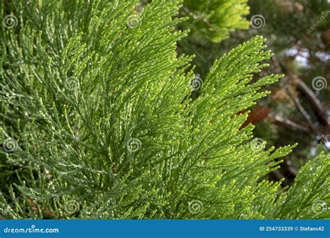Giant Sequoia Green Leaves and Branches. Sequoiadendron Giganteum or ...