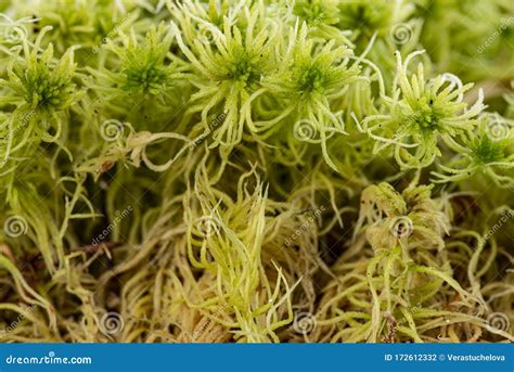 Dry Sphagnum, Peat Moss, Perennial Marsh White Moss Of Light Brown ...