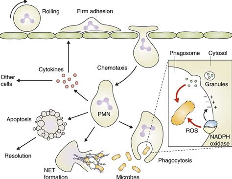 Neutrophils, neutrophils function, causes of low or high absolute neutrophils