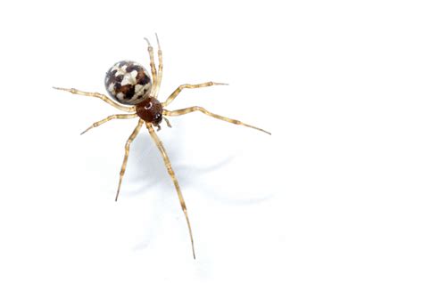 Premium Photo | Steatoda grossa false Black Widow Triangulate cobweb ...