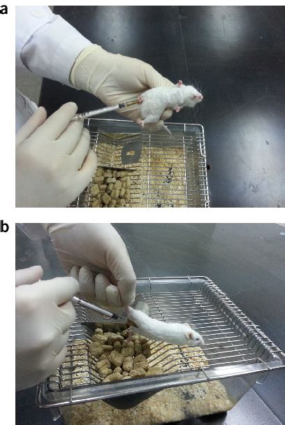 Image result for Intraperitoneal Injection Animals