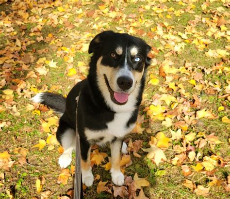 Bernese Mountain Dog Husky Mix (Bernsky): Owner's Guide