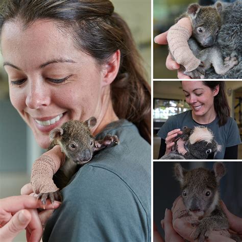 The whole world wants to hug you! A 150-day-old orphaned koala cub with ...