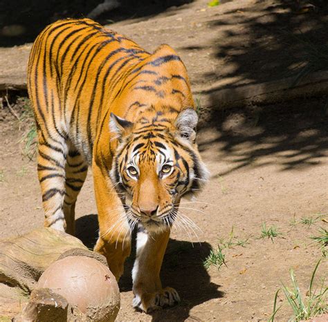 Download San Diego Zoo Tiger Wallpaper | Wallpapers.com