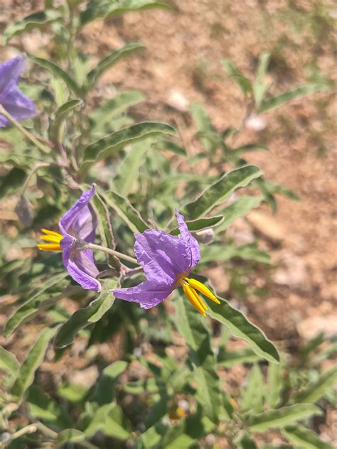 Solanum elaeagnifolium