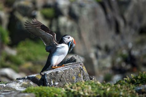 Scottish Wildlife | VisitScotland
