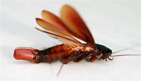 Do Cockroaches Have Wings
