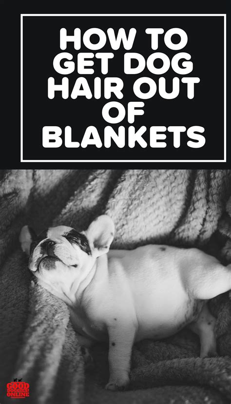 How To Get Dog Hair Off Your Blanket at Isla Stacey blog