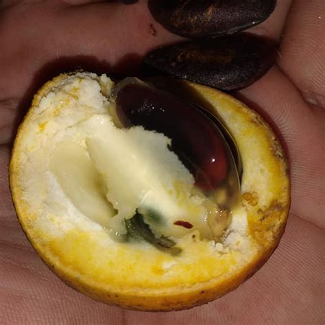 Caimito Fruit Plant (Diospyros sp) – veliyathgardens