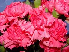 fiore con s flowers around the world the national flower every fiore con s flowers around the world the national flower every