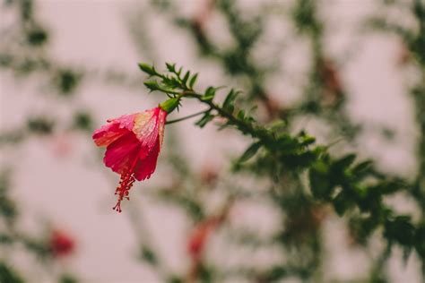 SAIKRUPA INN (Mahabaleshwar) - Hotel Reviews & Photos - Tripadvisor