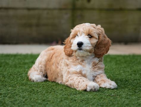 Image result for Cockapoo Breed