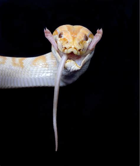 Image result for Python Facts for Kids