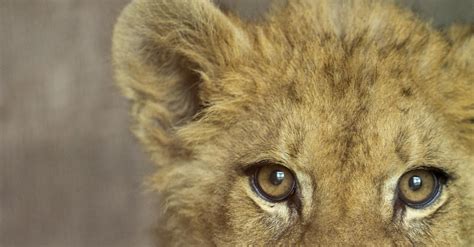 Rescue Lion Nikola - FOUR PAWS International - Animal Welfare Organisation