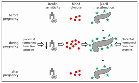 Placental Endocrine Activity: Adaptation and Disruption of Maternal ...