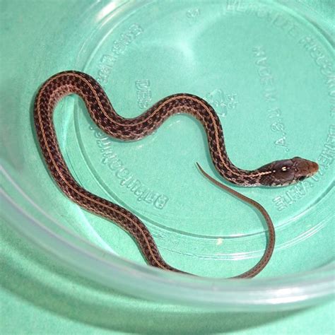 How To Feed A Baby Garter Snake at Loretta Cyr blog