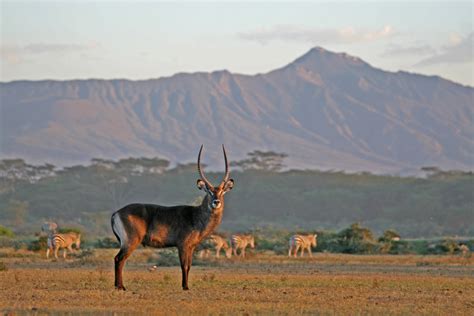 Hotels Near Benedictine Monastery, Limuru Town. - Book with Free ...