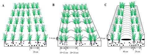 Effect of Planting Patterns and Seeding Rate on Dryland Wheat Yield ...