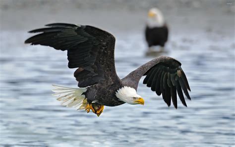 Bald Eagle flying above the water wallpaper - Animal wallpapers - #49109
