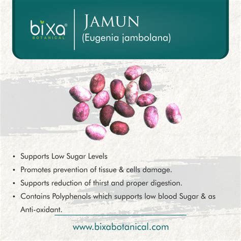Jamun Seed Powder Eugenia Jambolana – Bixa Botanical India