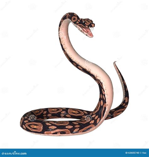 White Ball Python 的图像结果