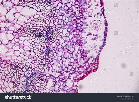 Mold Under Microscope 的图像结果