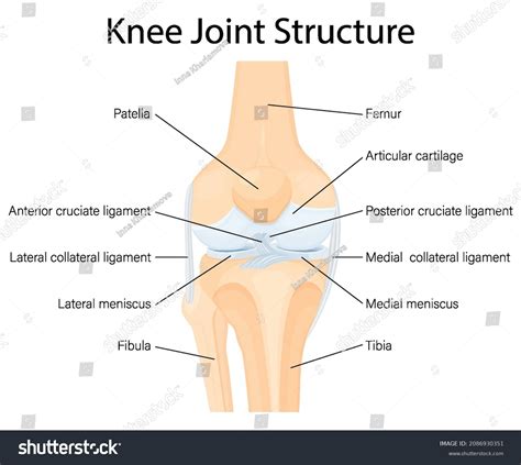 Human Knee Joint Anatomy Ligaments Knee Stock Vector (Royalty Free) 2086930351 | Shutterstock