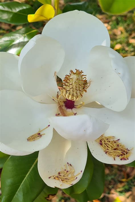 16 different types of magnolia trees and their identifying ...