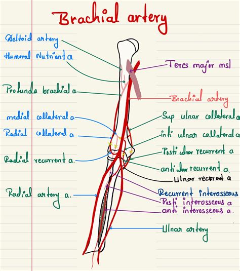 Femoral artery – Artofit