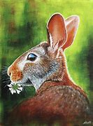 Image result for Watercolour Rabbit Painting