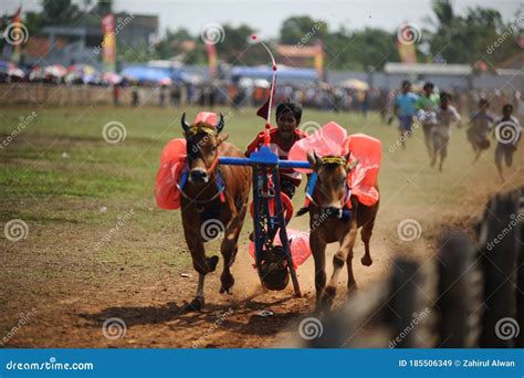 Karapan Sapi editorial stock image. Image of arena, indonesian - 185506349