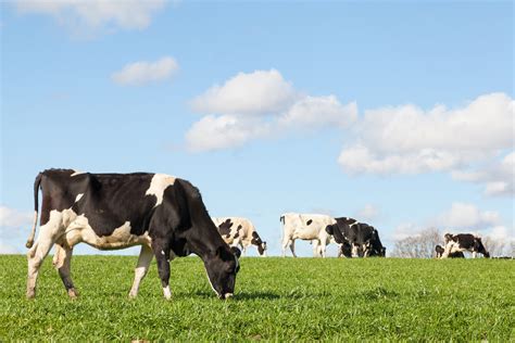 Dairy Cows Breeds
