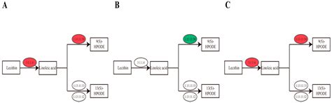 Allelopathic Molecular Mechanisms of the Two Main Allelochemicals in ...