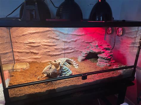 Cool Bearded Dragon Setup Here Is My Renovation Of My Bearded Dragons