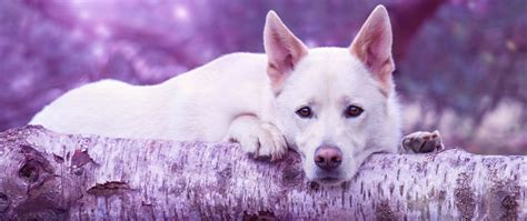 Download wallpaper 2560x1080 dog muzzle, log, lying dual wide 1080p hd ...
